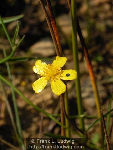 Buttercup with Beauty Spot